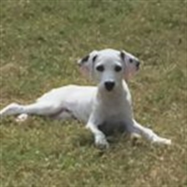 Dalmatian