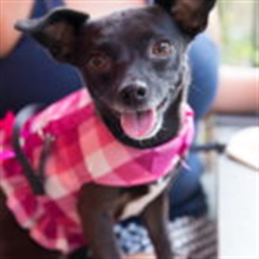 black chihuahua in pink dress