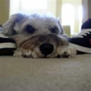 white terrier