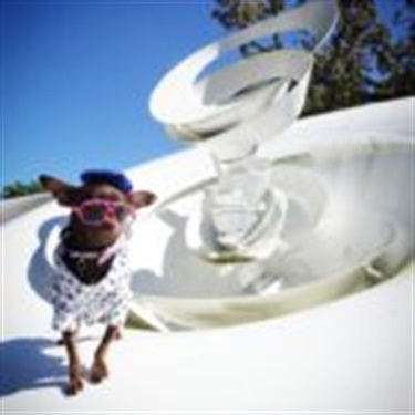 chihuahua in polo sunglasses and hat