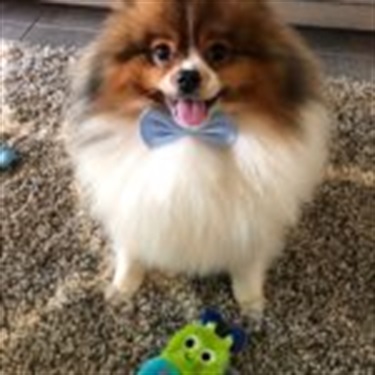 Pomeranian