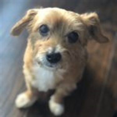 gold and white cocker spaniel