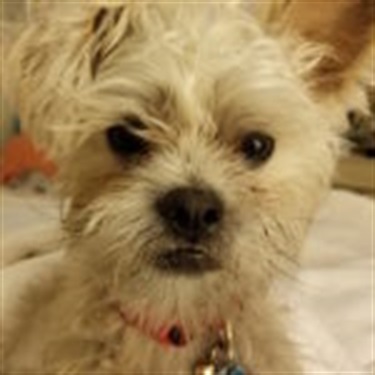 terrier