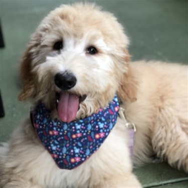 blonde labadoodle