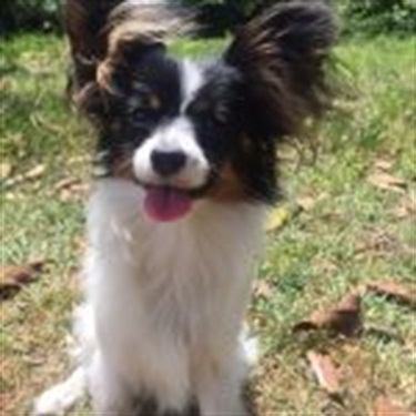 white/tan/black dog