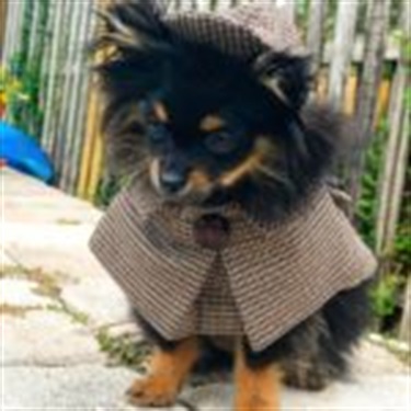 black and brown pomeranean in a plaid outfit