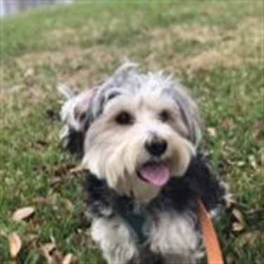 Yorkie