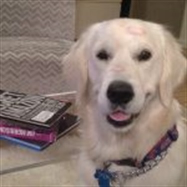 white dog infront of books