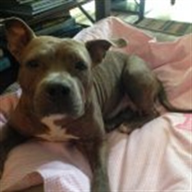 brown/gray pitbull