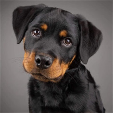 black/brown puppy