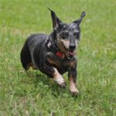black terrier running through field