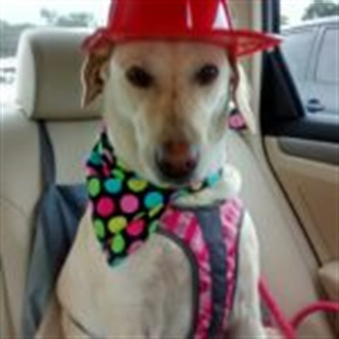 lab in red party hat