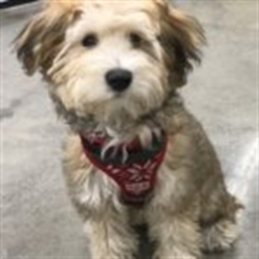 white and tan multi poo with red harness on