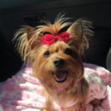 yorky with pink bow